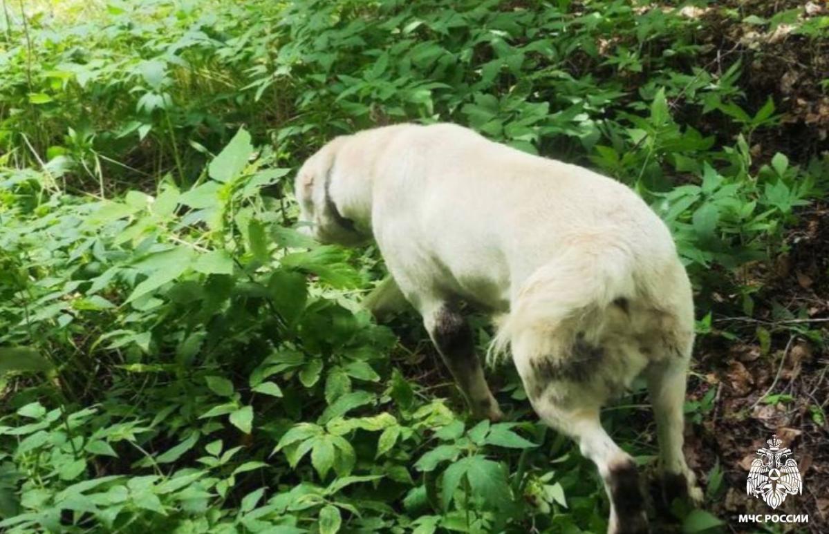 В Весьегонске собака позвала на помощь человека к упавшему в резервуар сородичу - новости Афанасий