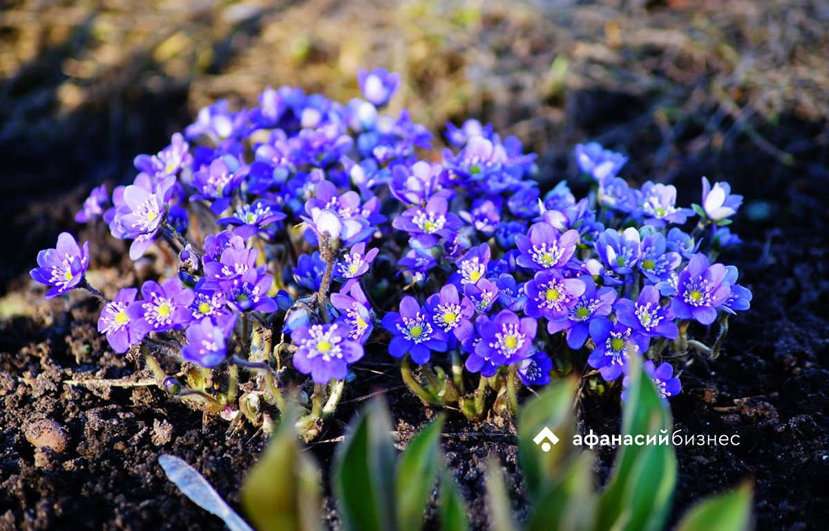 Прогноз погоды в Твери: ко вторнику синоптики обещают +20 Фото: Анастасия Чистякова, архив Afanasy.biz