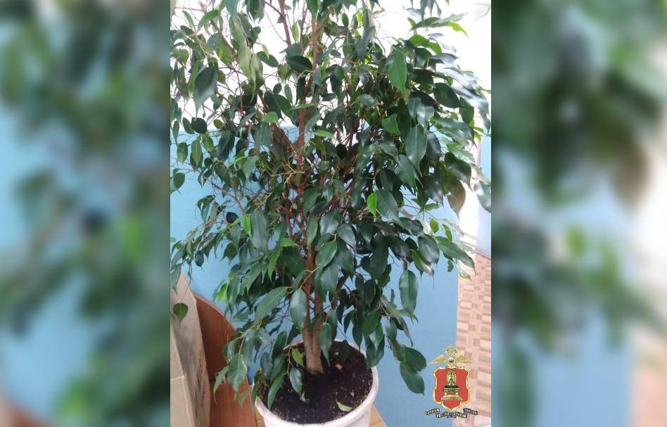 Украденный фикус вернули хозяйке полицейские Тверской области - новости Афанасий