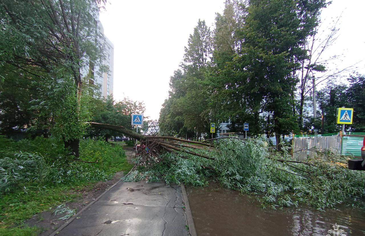 МЧС Тверской области расчищает завалы деревьев после разгула стихии - новости Афанасий