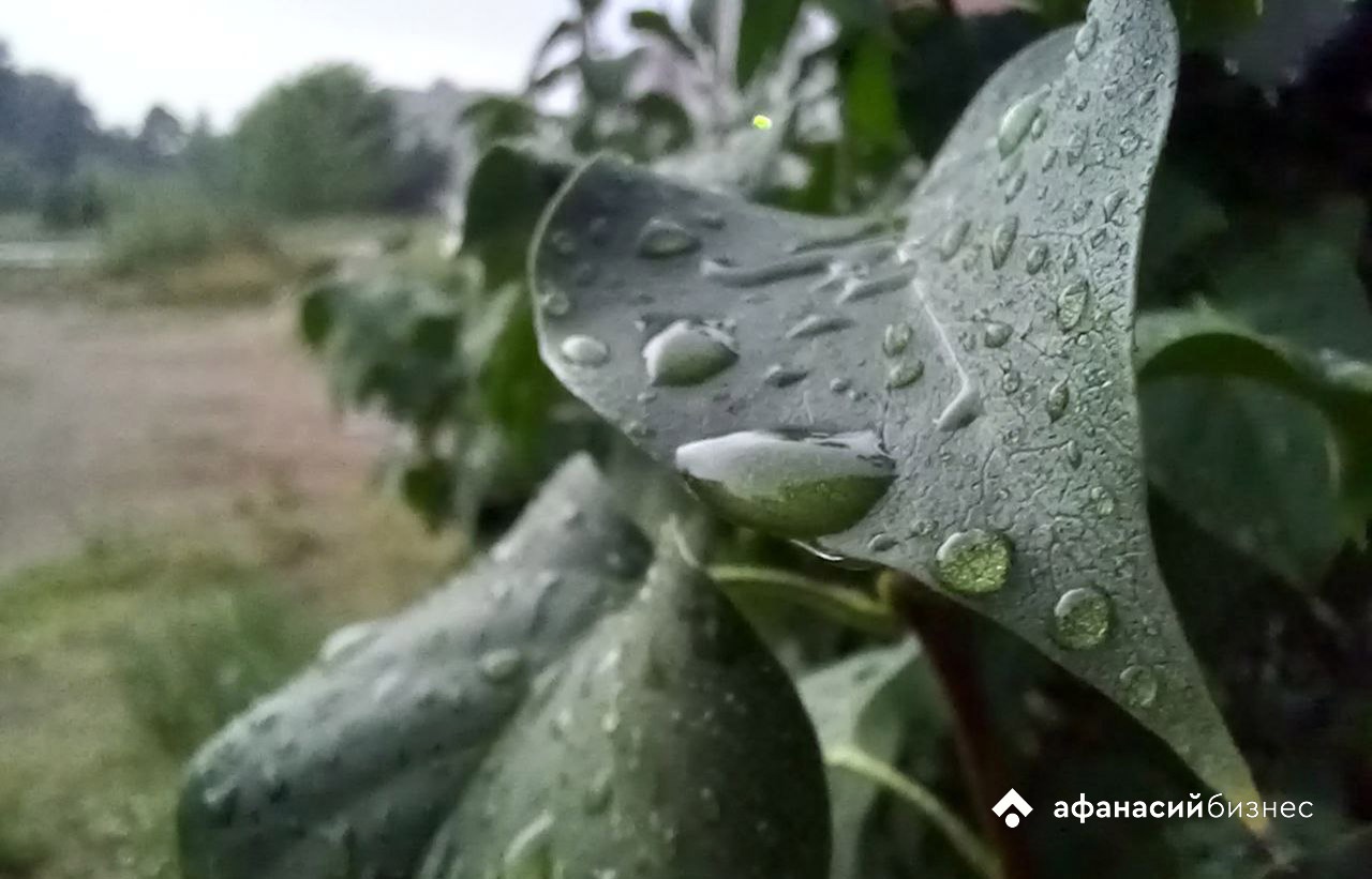 В Тверской области прогнозируют грозу