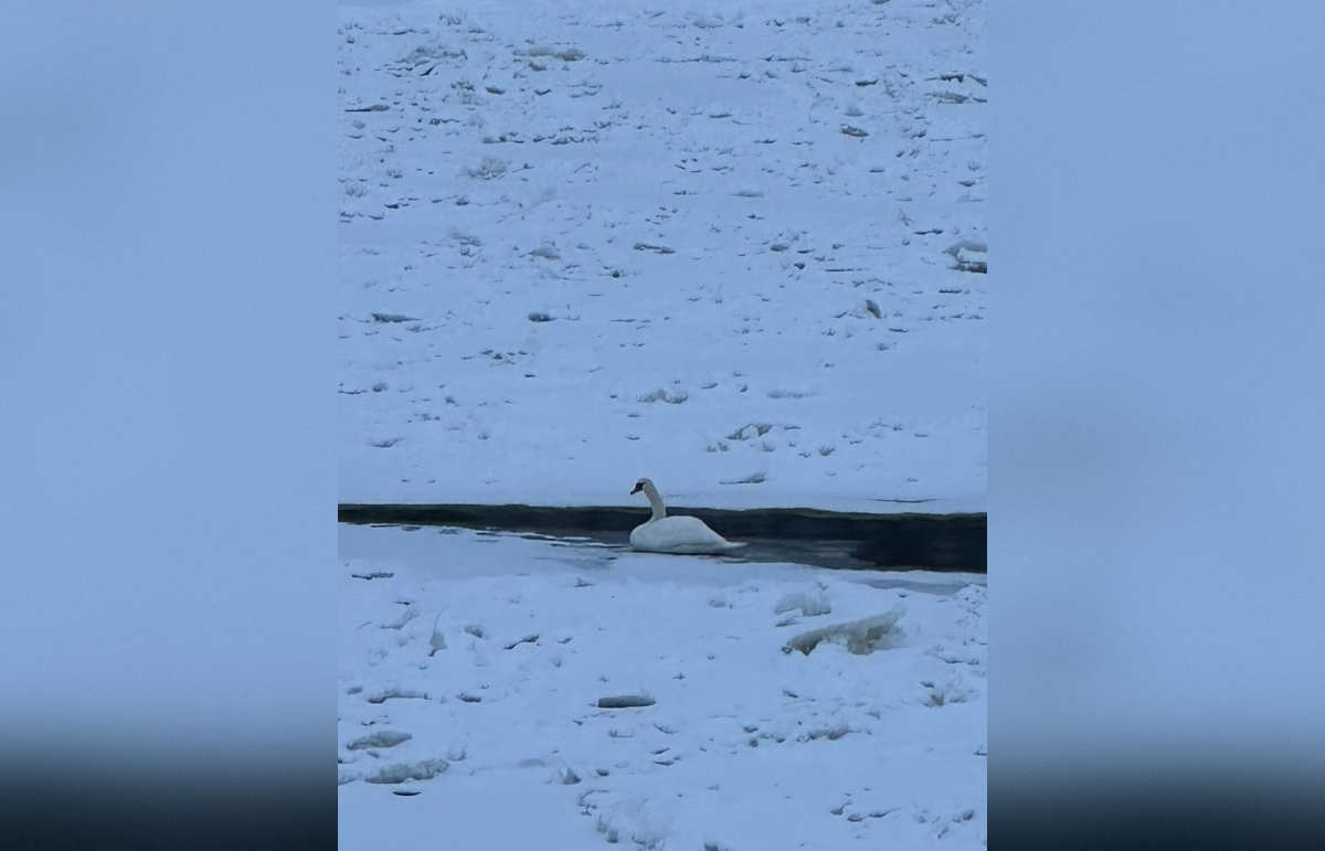 Лебедь вмерз в лед на Волге под Старицей - новости Афанасий