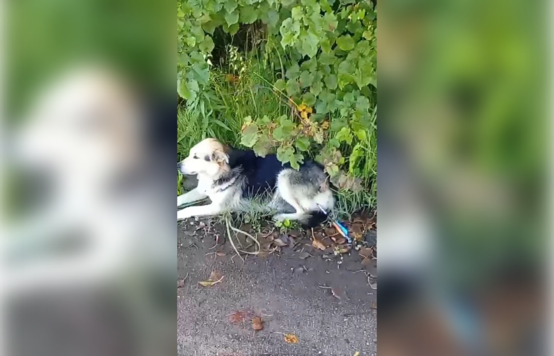 В Нелидово собаку пробили арбалетной стрелой 