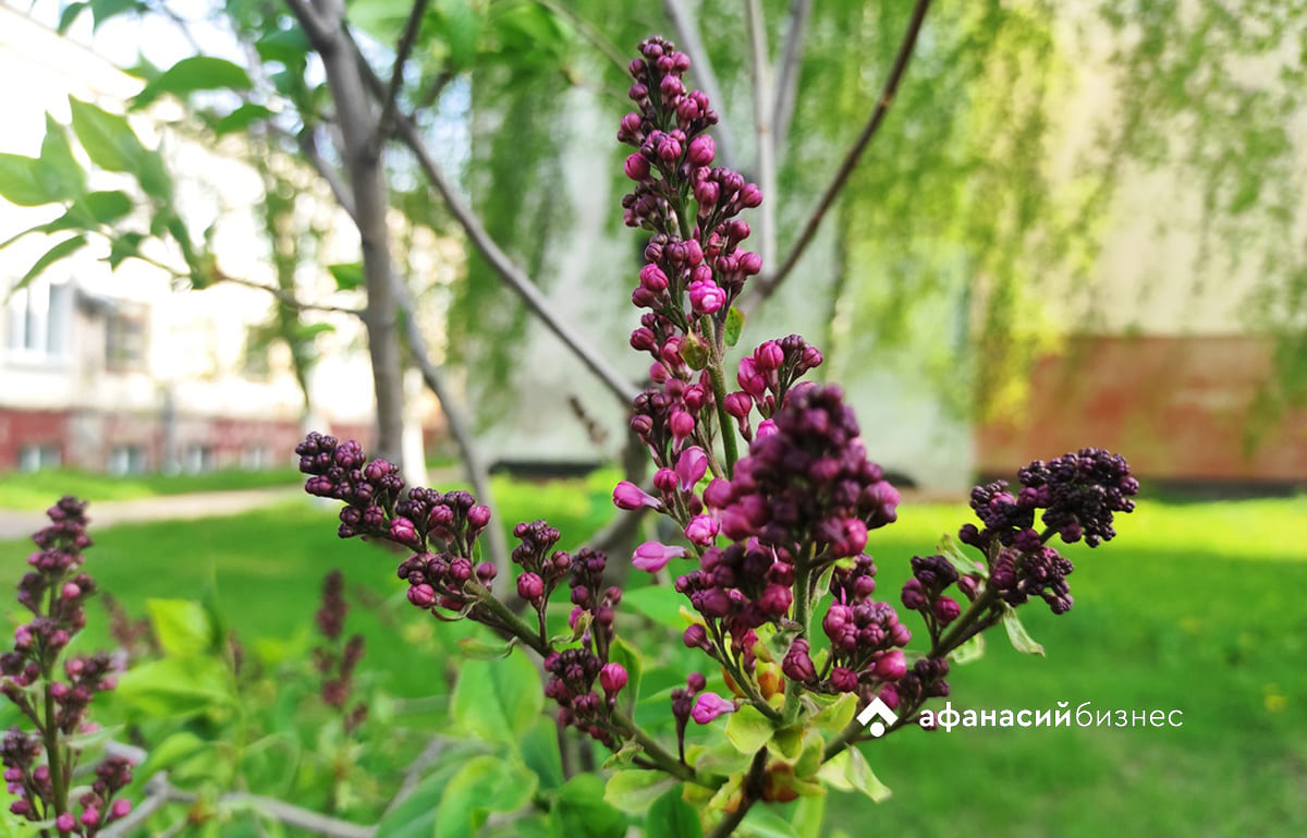 О вероятности усиления ветра предупреждает МЧС по Тверской области
