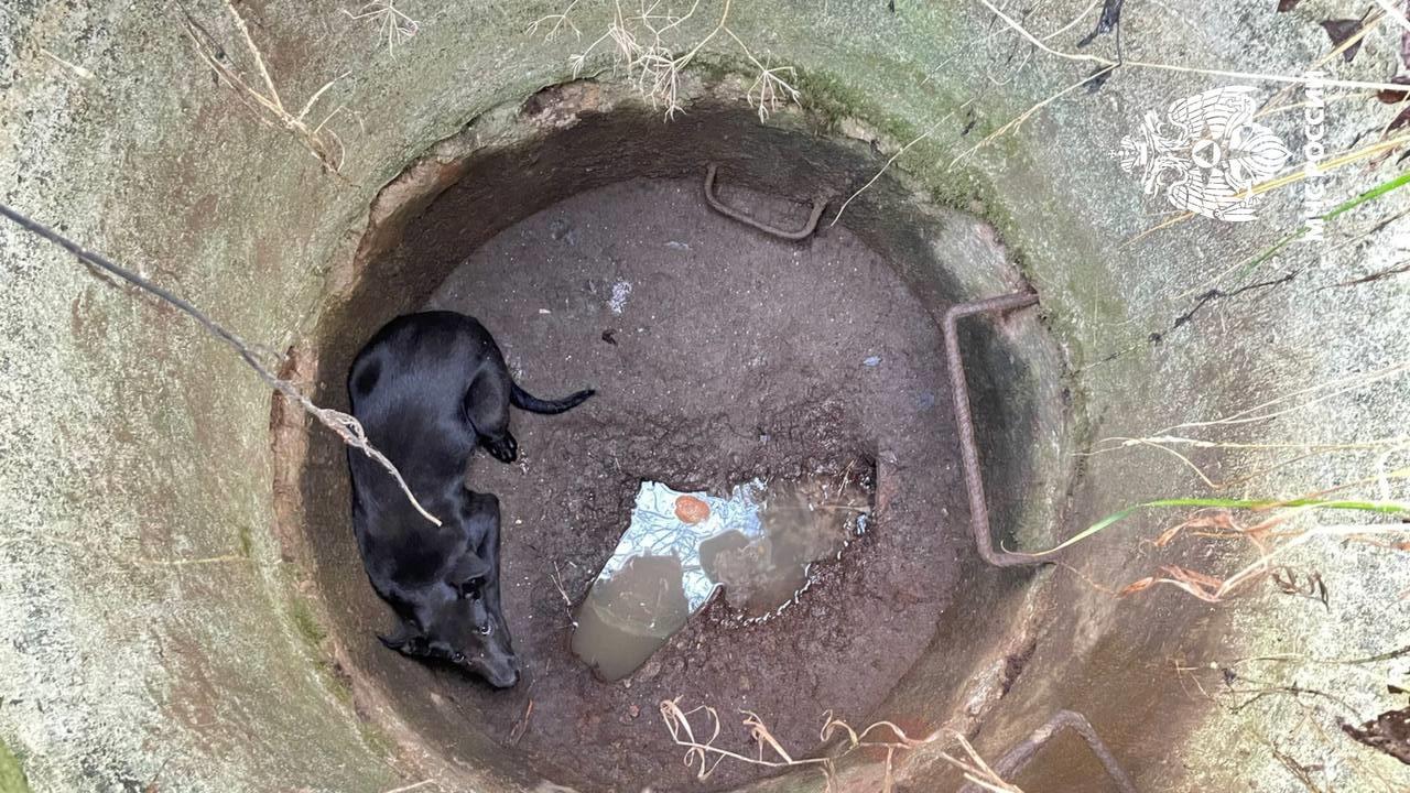 В Вышнем Волочке огнеборцы спасли из колодца перепуганного пса Фото, видео: МЧС по Тверской области