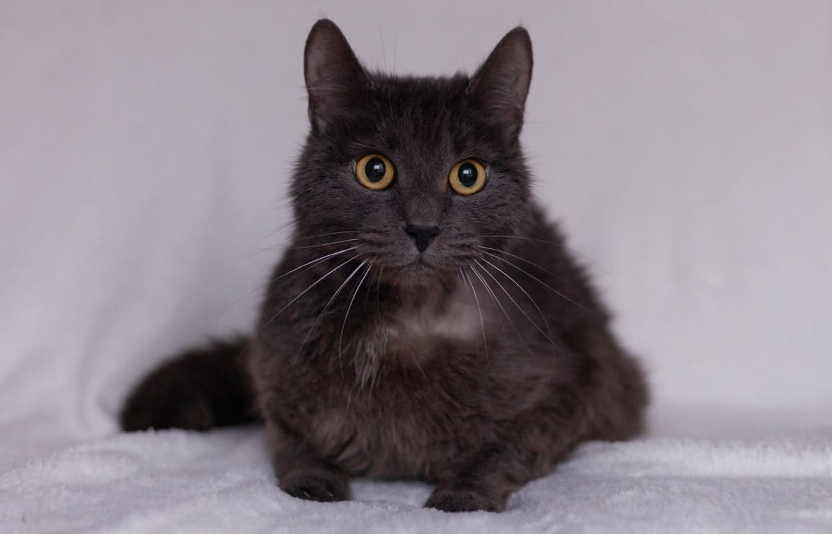 В Твери кот Бэтмен начал новогоднюю акцию помощи бездомным животным - новости Афанасий