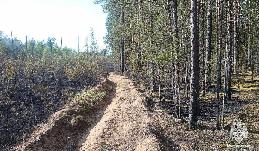 Под Бологое выгорело 4 га лесной подстилки 