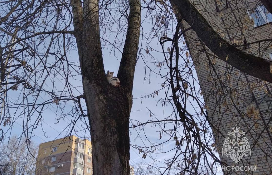 В Твери пожарные спасли просидевшего сутки на дереве кота Фото: ГУ МЧС России по Тверской области
