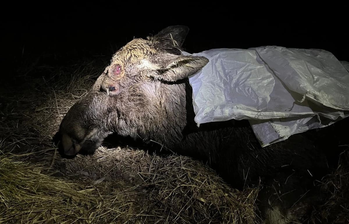 На Селигере в Тверской области спасли тонущего лося - новости Афанасий