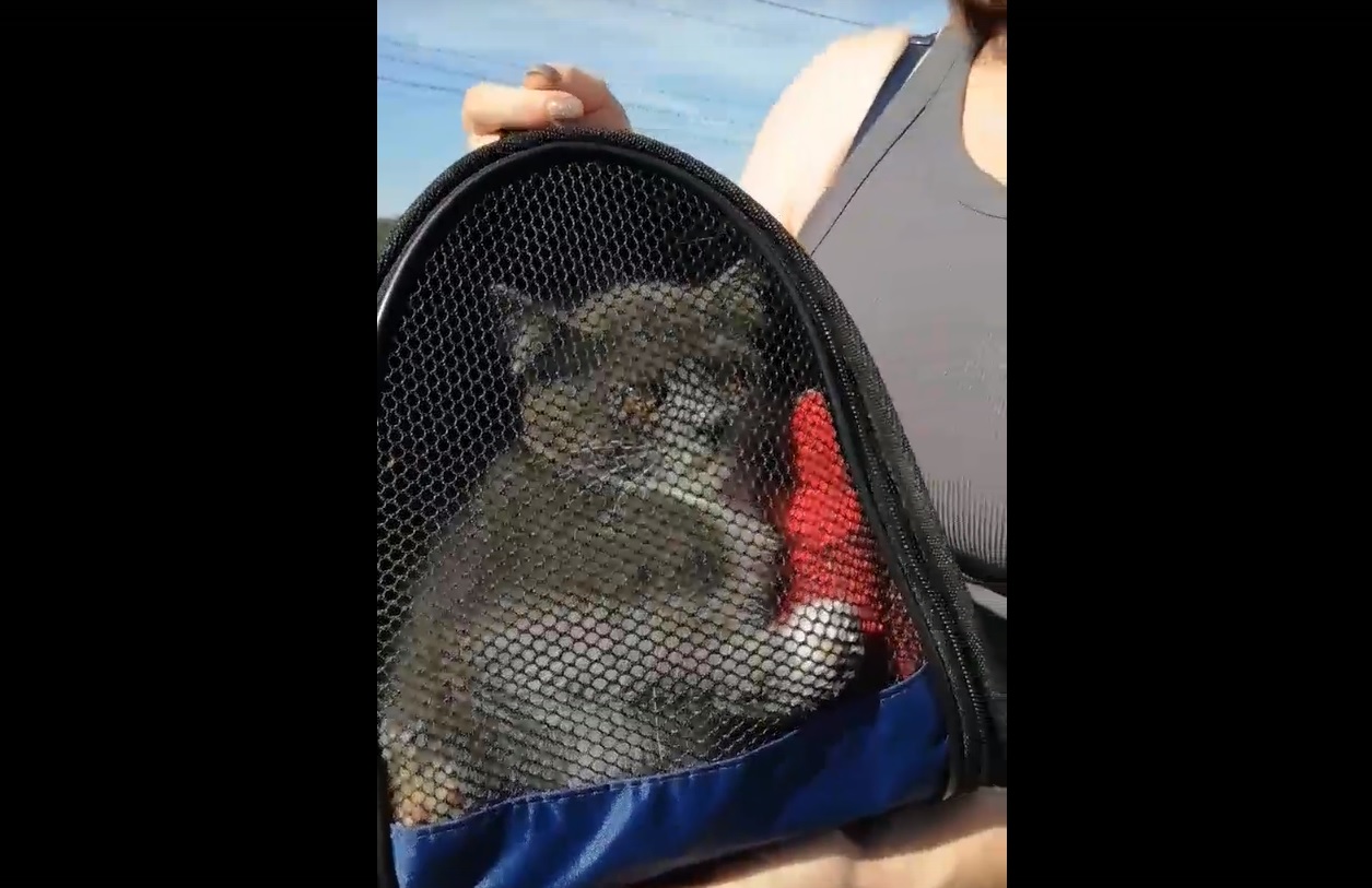 Застрявший в Твери на мосту котенок спасен На главной: скрин видео
 Фото далее: 
News69 в телеграм
Видео: Инициативная группа по защите животных