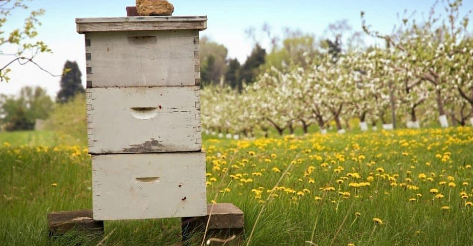 Солнечный улей. Солнечный улей. Маленький улей. Японский улей. Улей сапетка из соломы.