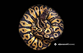 Интеллект змеи как у собаки, хотя тапочки она вам никогда не принесет