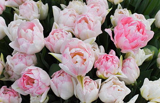 В Твери открылась выставка тюльпанов 