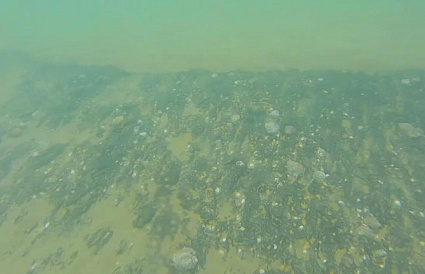 Еще шесть мазутных пятен обнаружены на побережье Анапы