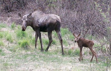 Под Кимрами лосенок вышел к людям - новости Афанасий