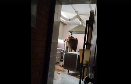 В Вышнем Волочке забравшуюся на кухню лосиху вывезли под снотворным в лес - новости Афанасий