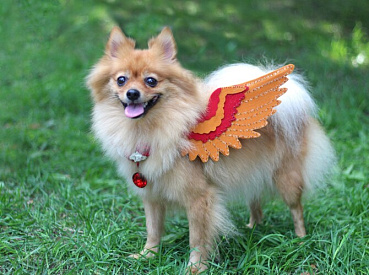 В Твери пройдет модный показ «Пушистый подиум» - новости Афанасий