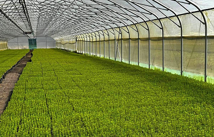 Тверская область вошла в число лидеров по искусственному лесовосстановлению - новости Афанасий