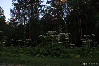 В Тверской области житель деревни пожаловался на борщевик, растущий вдоль дороги - новости Афанасий