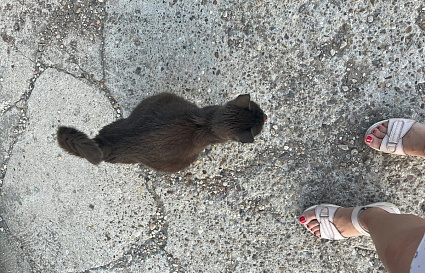 В Твери пытаются спасти кошку, которая раздулась как шар из-за коронавируса - новости Афанасий