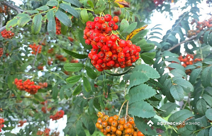 Погода в Твери сегодня расскажет, как быстро наступит осень