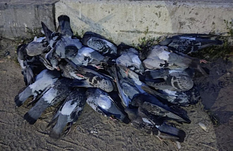 Рядом с магазином в Конаково находят мертвых голубей - новости Афанасий