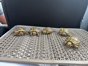 Найденных на помойке в Твери черепах передали специалистам - новости Афанасий