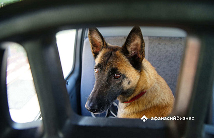 В деревнях Торжокского района пройдет бесплатная вакцинация животных от бешенства - новости Афанасий