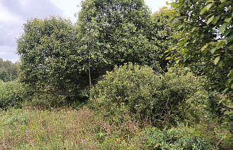 Под Кимрами зарастают сорняком 469 га сельхозугодий - новости Афанасий