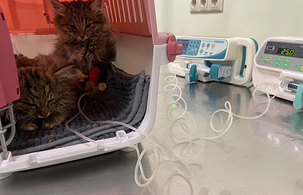 В Твери зоозащитники объявили краудпроект на два инфузомата для больных животных - новости Афанасий