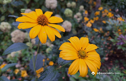 Фотя Поветенный. Погода в Твери сегодня расскажет про «бабье лето»