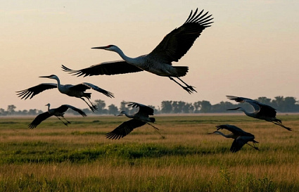 День Куприяна. Время собирать клюкву