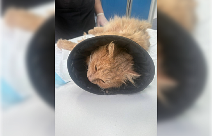 В Вышнем Волочке артист театра расстрелял из пневматики местного кота - новости Афанасий