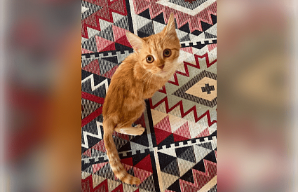 В Твери котенок с травмой позвоночника понемногу начал ходить - новости Афанасий