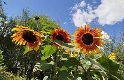 Самых популярных дачников выбрали на «Афанасий-бизнес»  - новости Афанасий