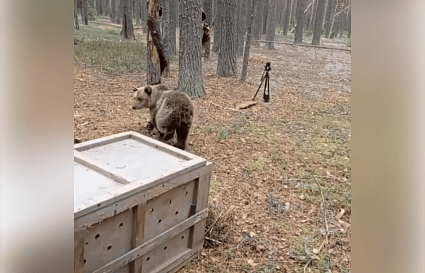 Медведицу, которая восстанавливалась в Тверской области, вернули в дикую природу - новости Афанасий
