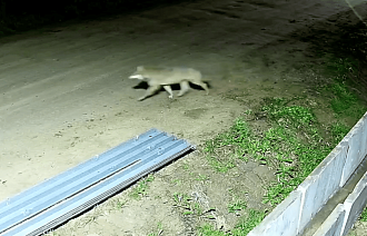 Ночью в поселок под Тверью наведался волк - новости Афанасий