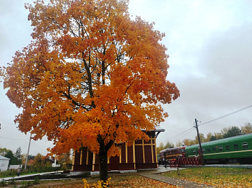 Ерофей Лешегон приносит холода. Погода в Твери сегодня расскажет о скорой зиме