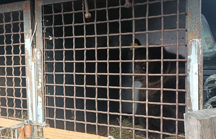 Трое костромских медвежат вернулись из Центра под Торопцем домой - новости Афанасий