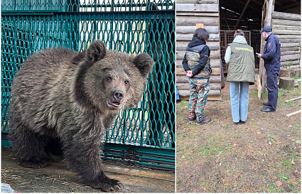 В Тверской области с притравочной станции спасены медведица и медвежонок - новости Афанасий