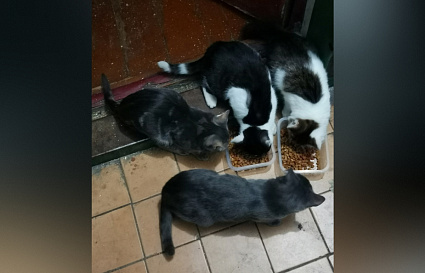 В Твери для шестерых кошек тяжелобольной пенсионерки ищут новый дом  - новости Афанасий