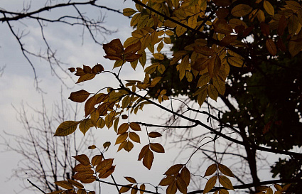 Артемьев день. Погода в Твери сегодня будет теплой