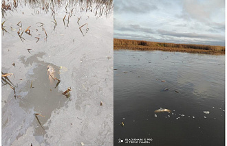В Бежецком округе обнаружили массовую гибель рыбы - новости Афанасий