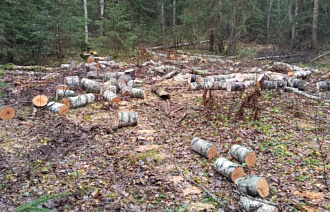 Житель Кувшиновского округа незаконно спилил деревья на 400 тысяч рублей - новости Афанасий