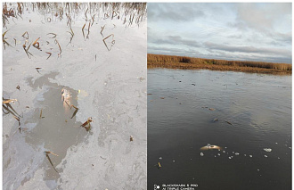 Прокуратура проверит информацию о массовой гибели рыбы в Бежецком округе - новости Афанасий