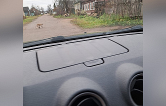 Истощенная лиса вышла к людям в Торжке - новости Афанасий