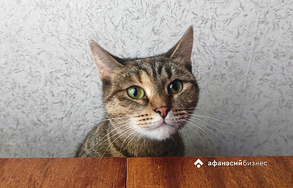 Южный ветер принесет в Тверь потепление