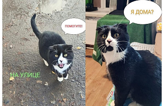 Петербурженке помогли разыскать кота, которого летом она встретила в Ржеве - новости Афанасий