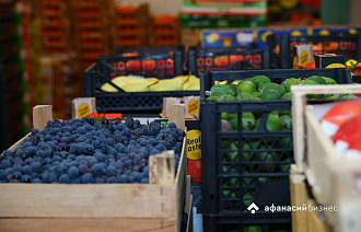 Обновления виноградников без выкорчевки старых кустов придумали на Кубани