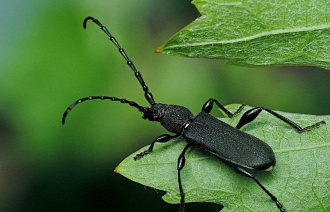 В Тверской области выявлены новые очаги большого елового усача - новости Афанасий